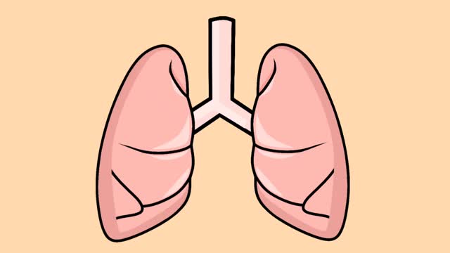 人类肺部在呼吸时移动的动画视频视频下载