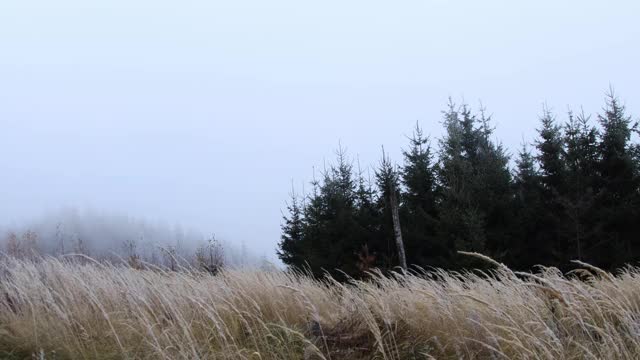 随着时间的推移，在飘落的雪与雾和黄色的草覆盖了新鲜的雪在风中移动与树木在白色的背景。视频素材