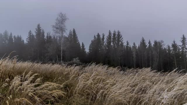 一段时间的新飘落的雪与雾和黄色的草覆盖新雪在风中移动与树木在白色的背景。视频素材