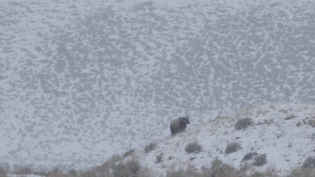 WS 4K拍摄的著名灰熊#399和她的4只小熊(小熊熊)前往它们的巢穴视频下载