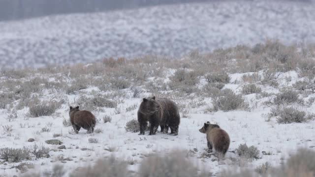 著名灰熊#399和她的4只小熊(小熊熊)前往巢穴的4K慢镜头视频素材