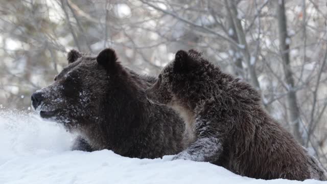 TS 4K慢镜头拍摄的著名灰熊#399和她的4只小熊(小熊熊)前往它们的巢穴视频素材