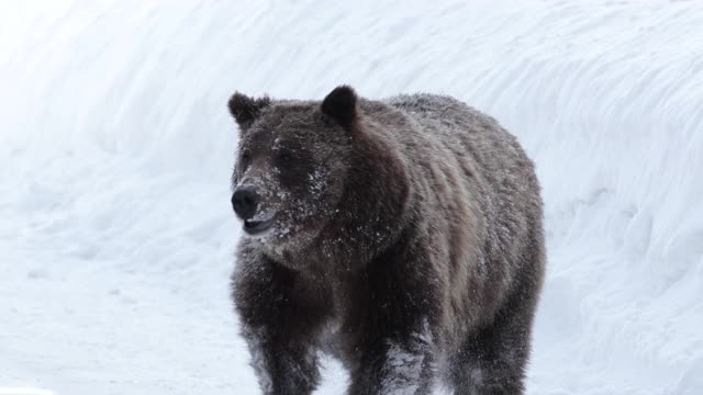 TS 4K慢镜头拍摄的著名灰熊#399和她的4只小熊(小熊熊)前往它们的巢穴视频素材