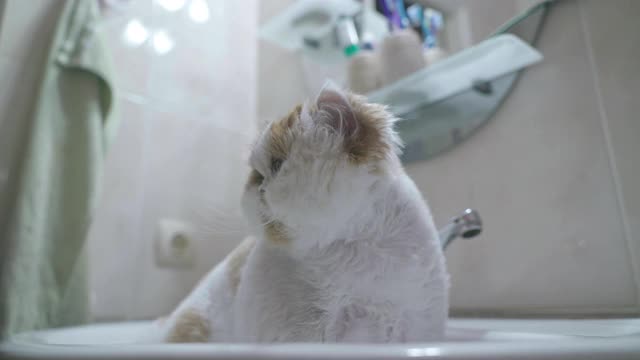 家猫坐在水槽里。视频素材