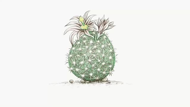 仙人掌植物手绘草图视频素材