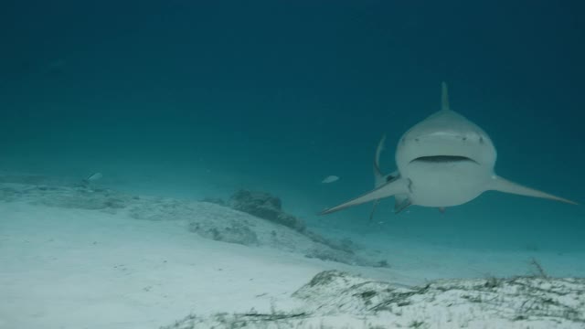 公牛鲨的慢动作视频下载