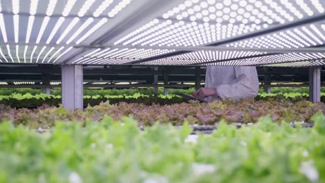 农业技术专家检查LED照明的活莴苣视频下载