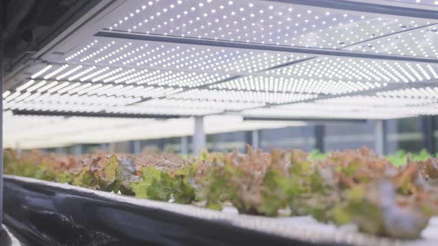 两个垂直农场工人检查LED照明生菜的进展视频下载