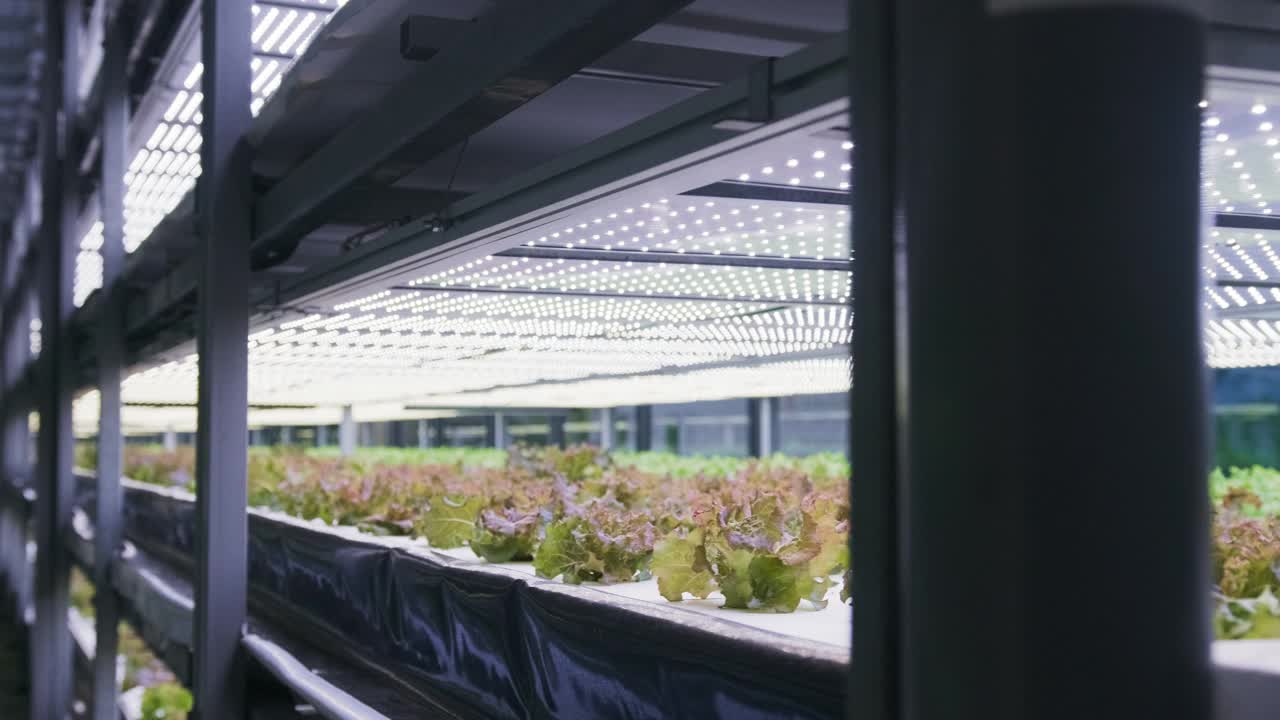 在室内垂直农场种植活生菜架视频下载