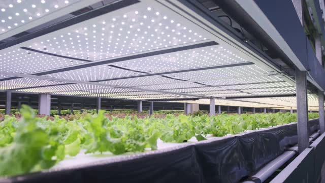 室内垂直农场中种植的生菜架视频下载