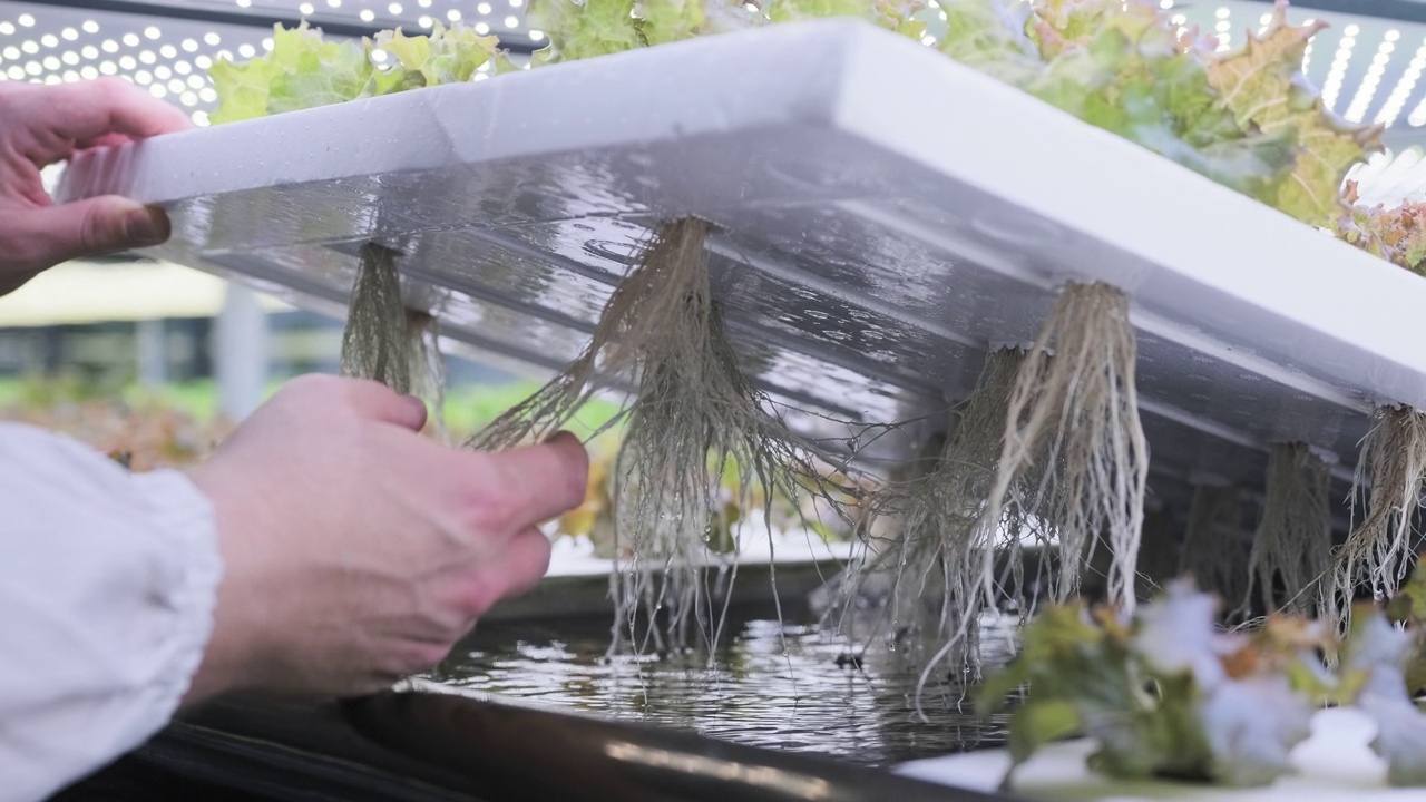 研究莴苣根结构的水培专家视频下载