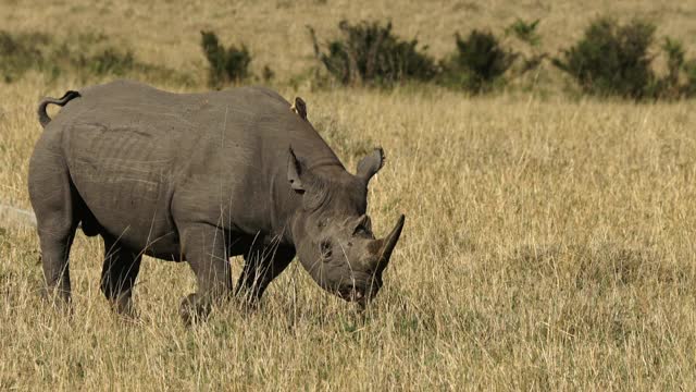 非洲——犀牛在移动视频下载