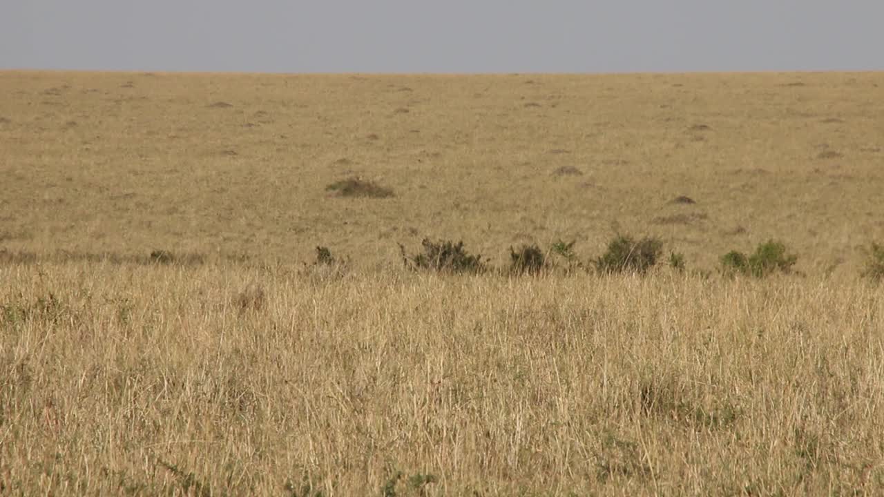 非洲-犀牛在小便后移动视频下载
