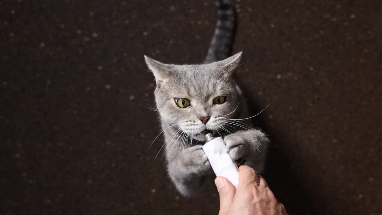 虎斑猫舔主人手上的维生素膏。英国sorthair视频下载