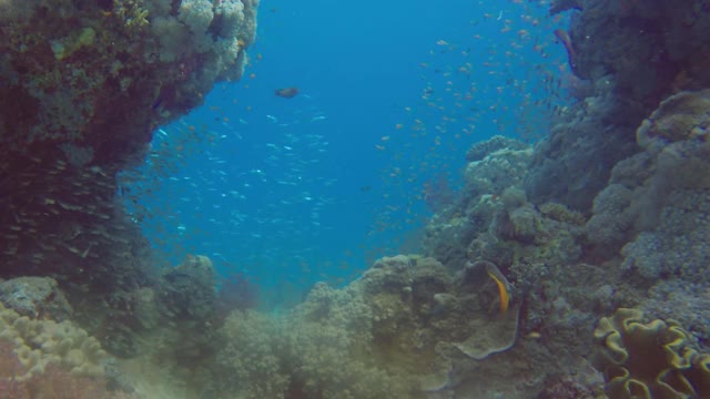 侏儒扫鲷又名Glassfish (parapriacanthus ransonneti)在埃及红海的珊瑚礁上视频素材
