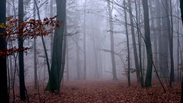 穿过雾蒙蒙的秋林视频素材