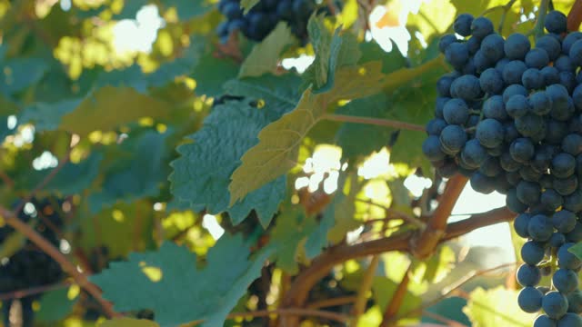 一颗蓝色的葡萄挂在葡萄园里视频下载