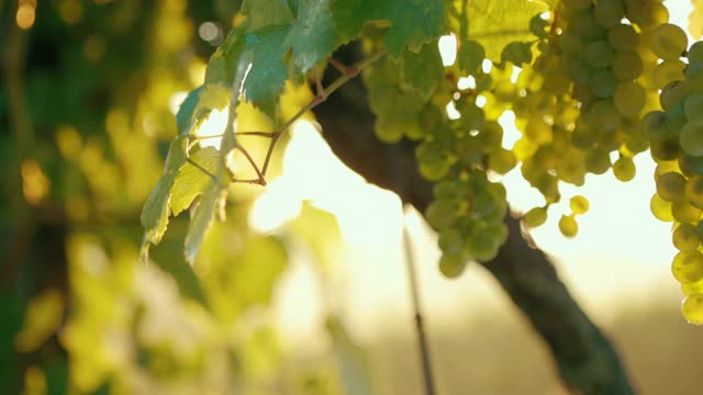 黄葡萄挂在葡萄园里视频下载