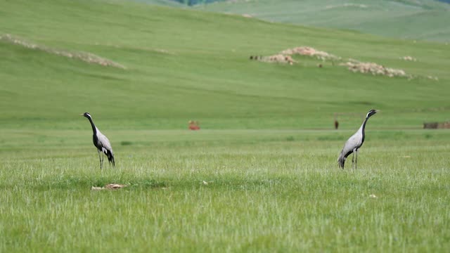 真正的野生鹤鸟在天然草地栖息地行走视频素材