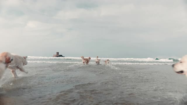 金毛寻回犬在海中嬉戏视频素材