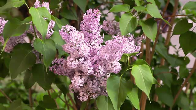 特写盛开的娇嫩的紫丁香，花紫粉色的枝丁香灌木在春天视频素材
