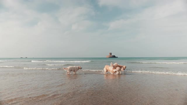 金毛寻回犬在海中嬉戏视频下载