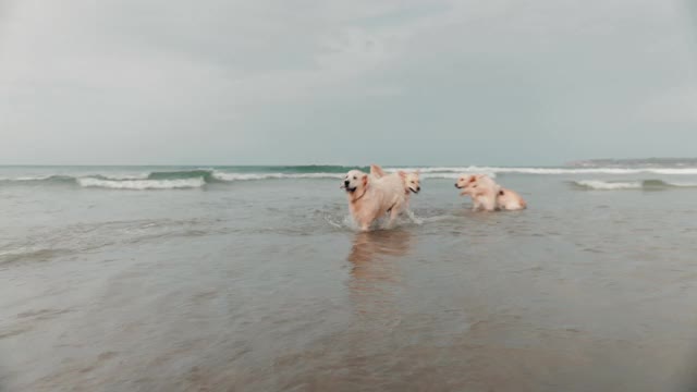 金毛寻回犬在海里奔跑视频素材