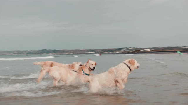 金毛寻回犬在海里奔跑视频素材