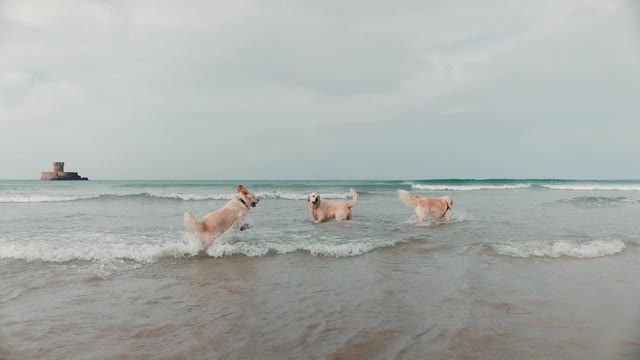 金毛寻回犬在海中嬉戏视频素材