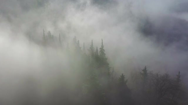 意大利乡间林地上的雾视频素材