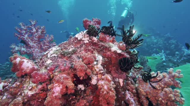 潜水者被充满活力的软珊瑚包围在泰国安达曼海视频下载