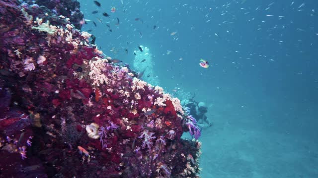 活跃的老年男性在水下珊瑚礁潜水泰国视频下载