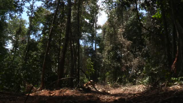 在婆罗洲的森林里，树木被砍伐。视频下载