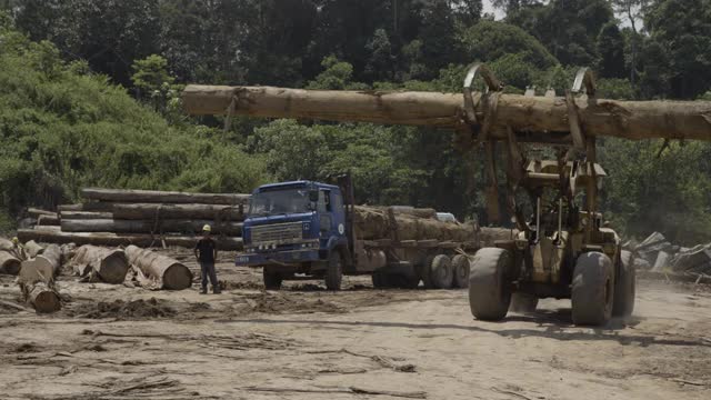 婆罗洲，拖拉机拖着树干去堆。视频下载
