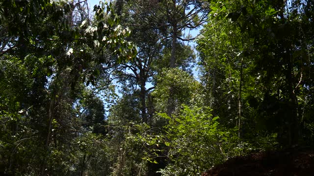 在婆罗洲的森林里，树木被砍伐。视频下载