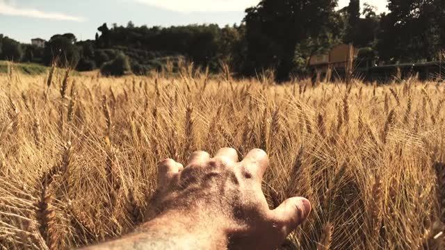 手触摸干燥的金黄色小麦植株视频素材