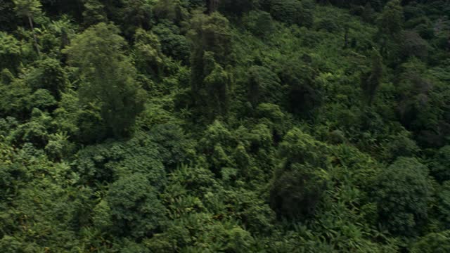 柬埔寨森林树冠上空的航拍。视频下载
