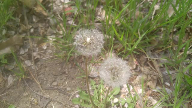 白色的粉扑花和绿叶在春天的新鲜空气中移动视频下载