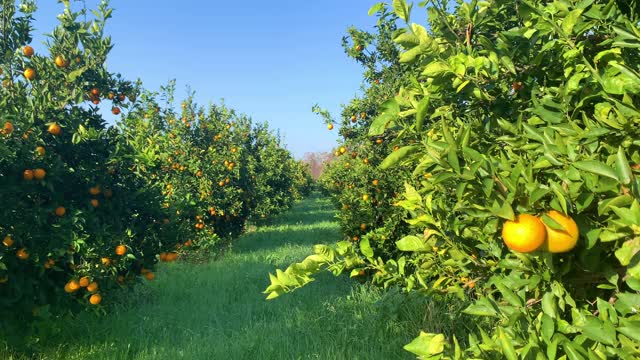 橙子在果园里生长的4K视频视频素材
