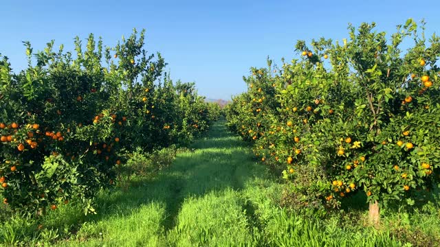 橙子在果园里生长的4K视频视频素材