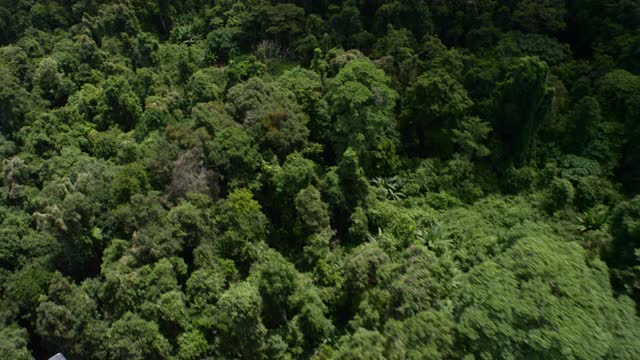 柬埔寨森林树冠上空的航拍。视频下载