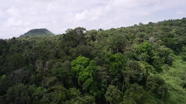 柬埔寨，树木周围的空中轨道。视频下载
