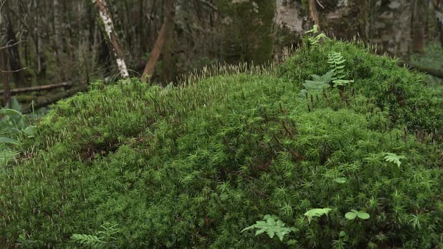 ZI，森林中的苔藓胶囊，长野，日本视频下载