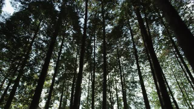阳光穿过森林/韩国视频素材