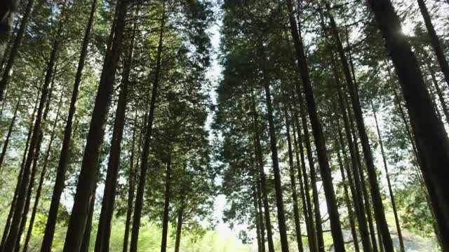 阳光穿过森林/韩国视频下载
