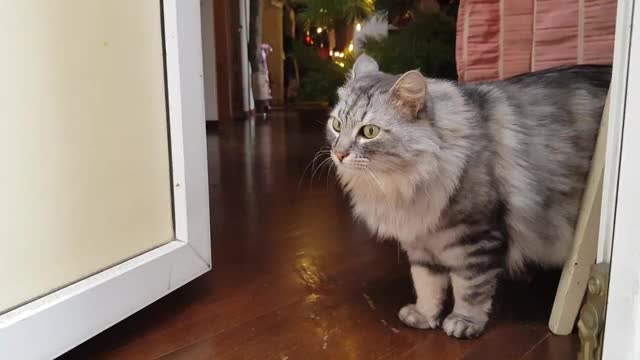 灰色毛茸茸的猫在门阶上吱吱叫视频素材