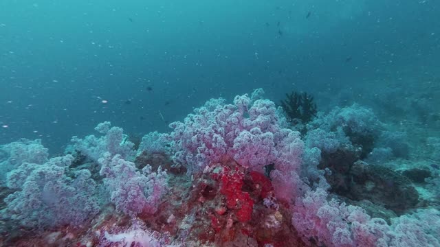 多刺的翡翠软珊瑚花园海底荒野视频下载