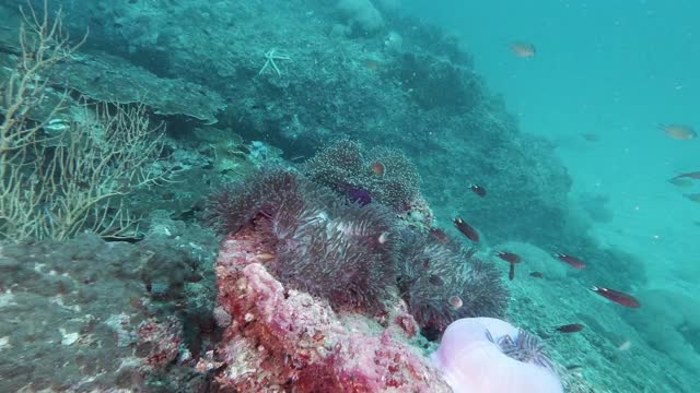 水肺潜水员的观点，游泳在小丑鱼和海葵珊瑚礁视频下载