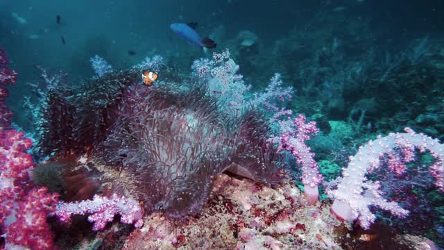 宽镜头的两个小丑鱼在深海海葵在海底视频下载