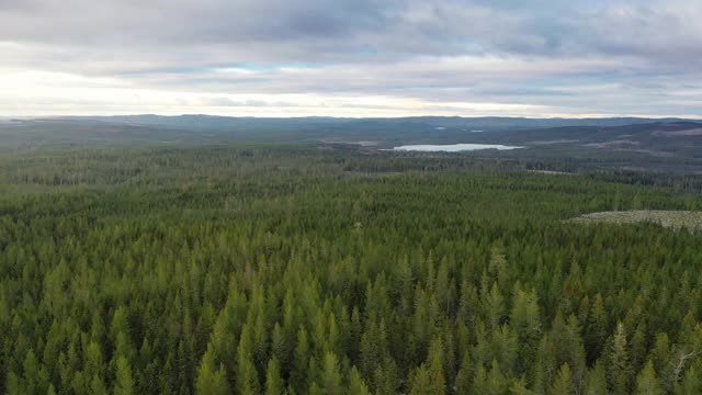 森林景观的鸟瞰图视频下载